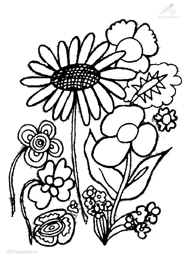 parts of a plant coloring page - Free Coloring Sheets