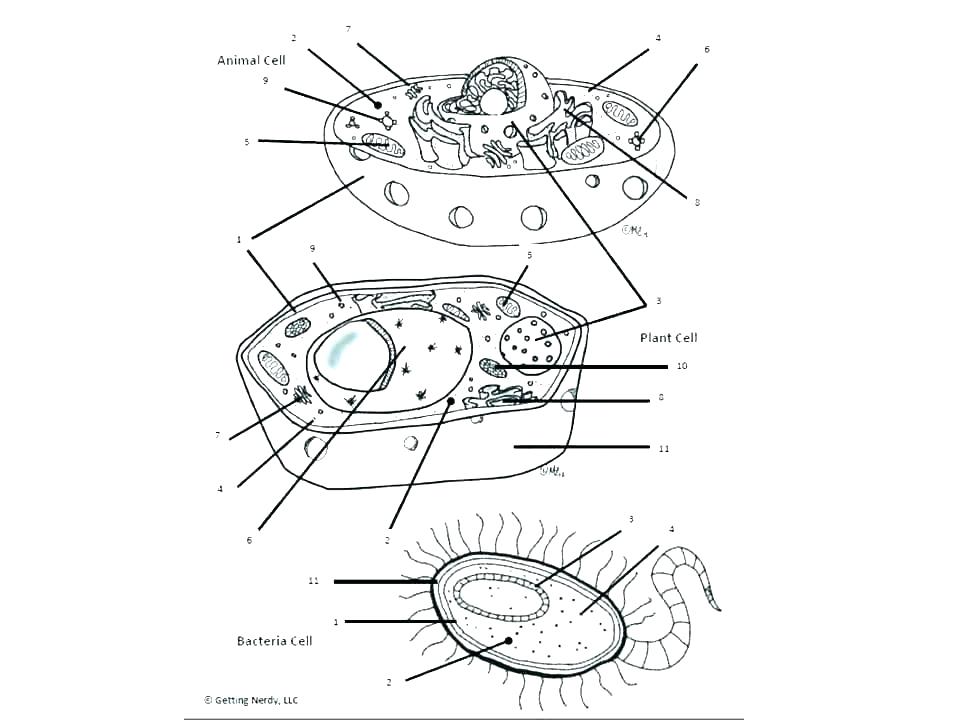 FS_6112] Animal Cell Diagram With Cell Diagram With Labels Plant Cell  Diagrams Download Diagram