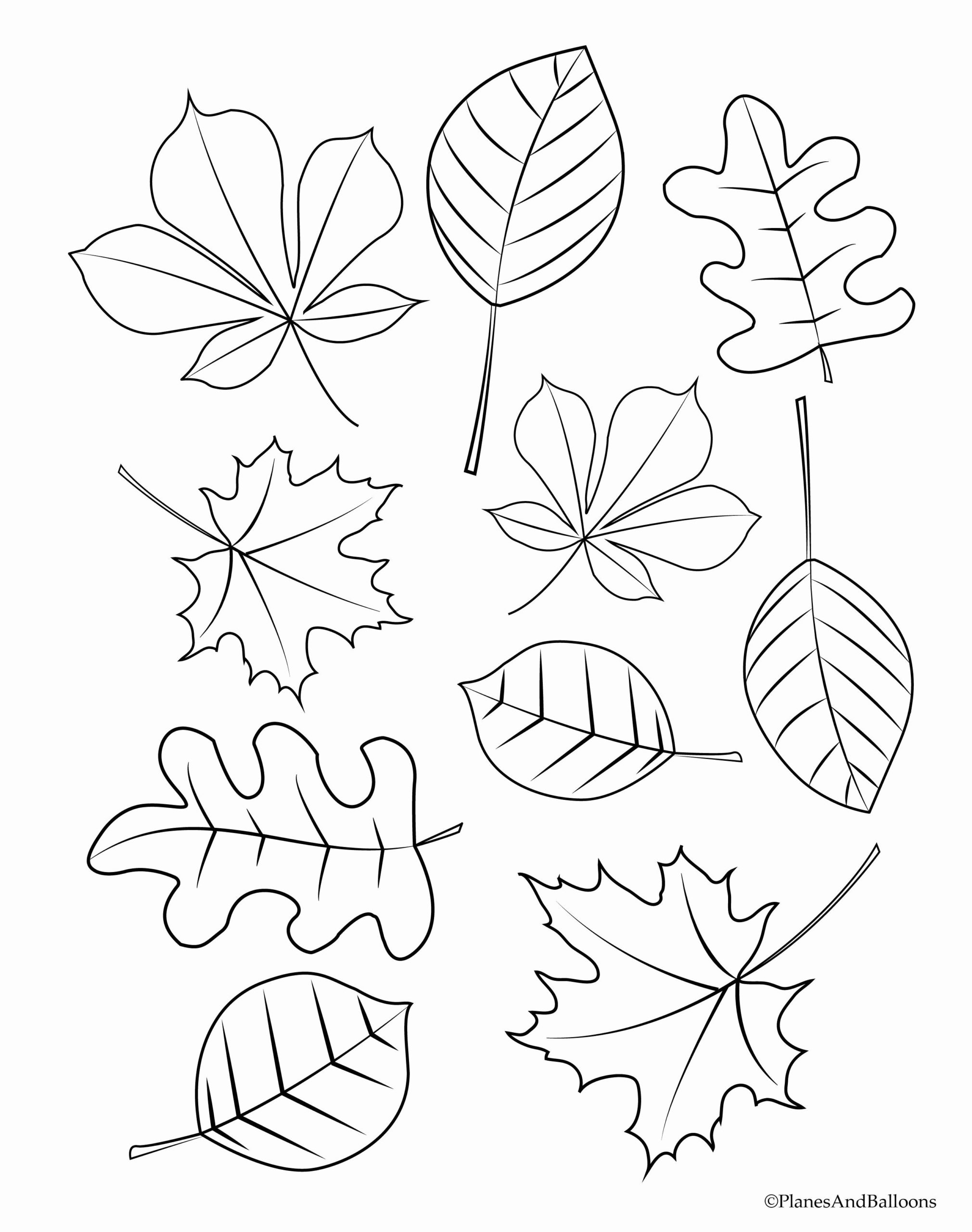 Coloring Pages : Pin On Tree Coloring Leaf Clover Maple Sheet Four ...