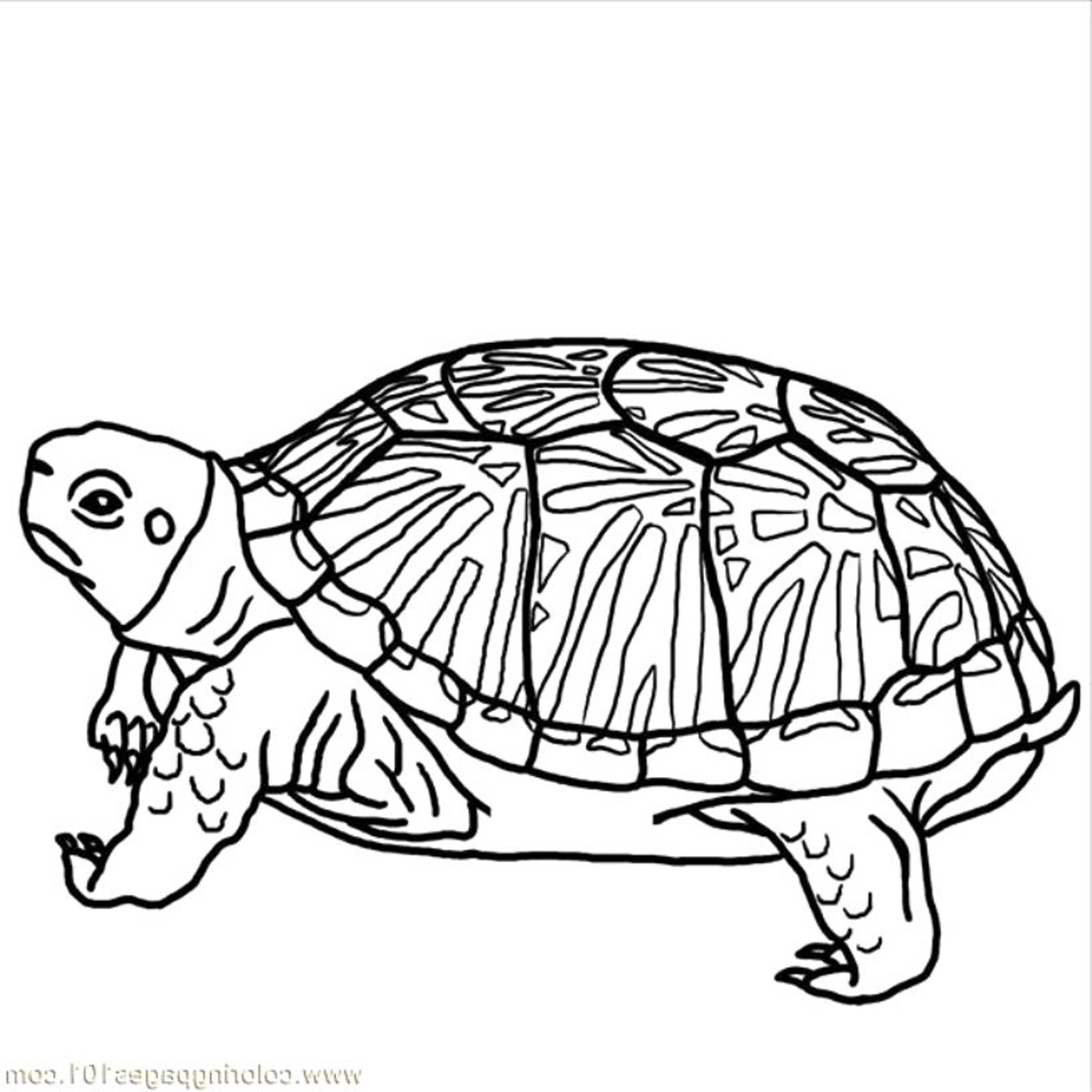 Turtles Coloring Page Coloring Home