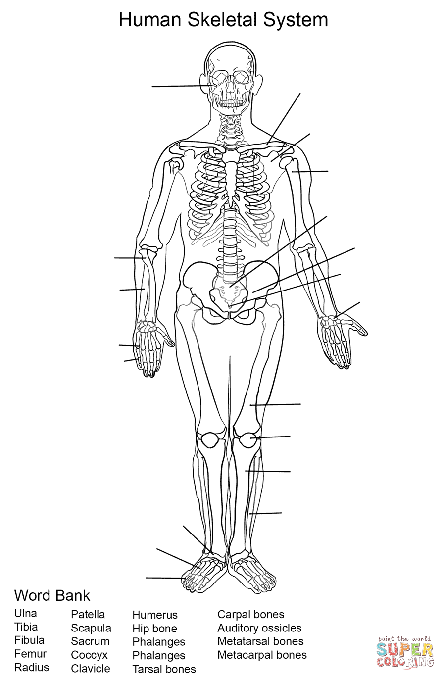 Human Skeletal System Worksheet coloring page | Free Printable ...