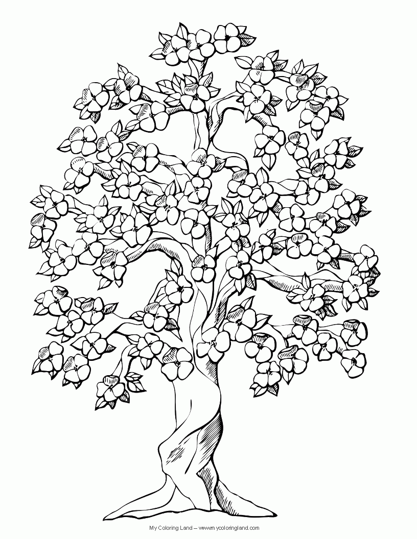 Evergreen Tree Coloring Page