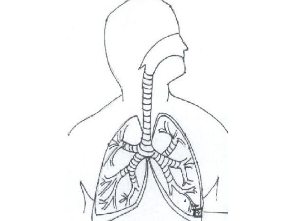 Oxygen Lungs Colouring Pages Sketch Coloring Page