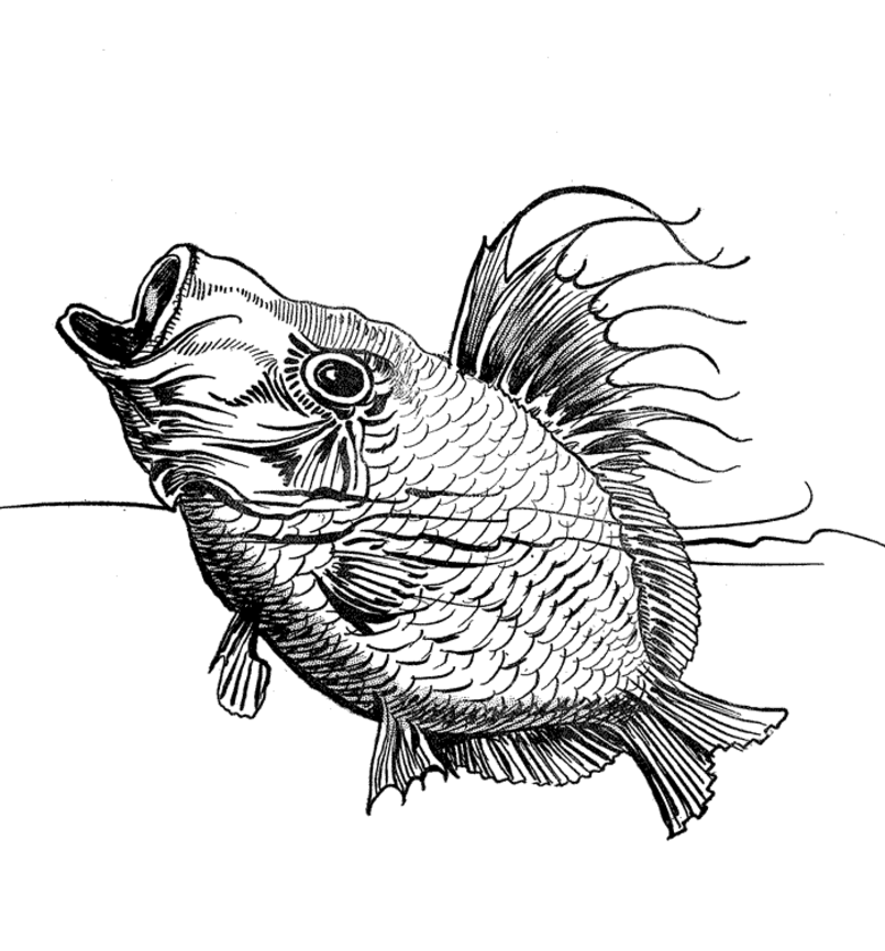 Fish Coloring Pages | Coloring Lab
