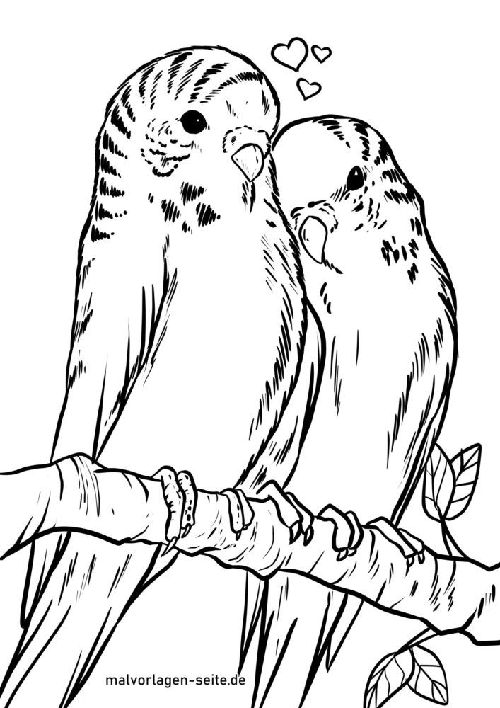 Coloring page budgies | Birds - Free Coloring Pages