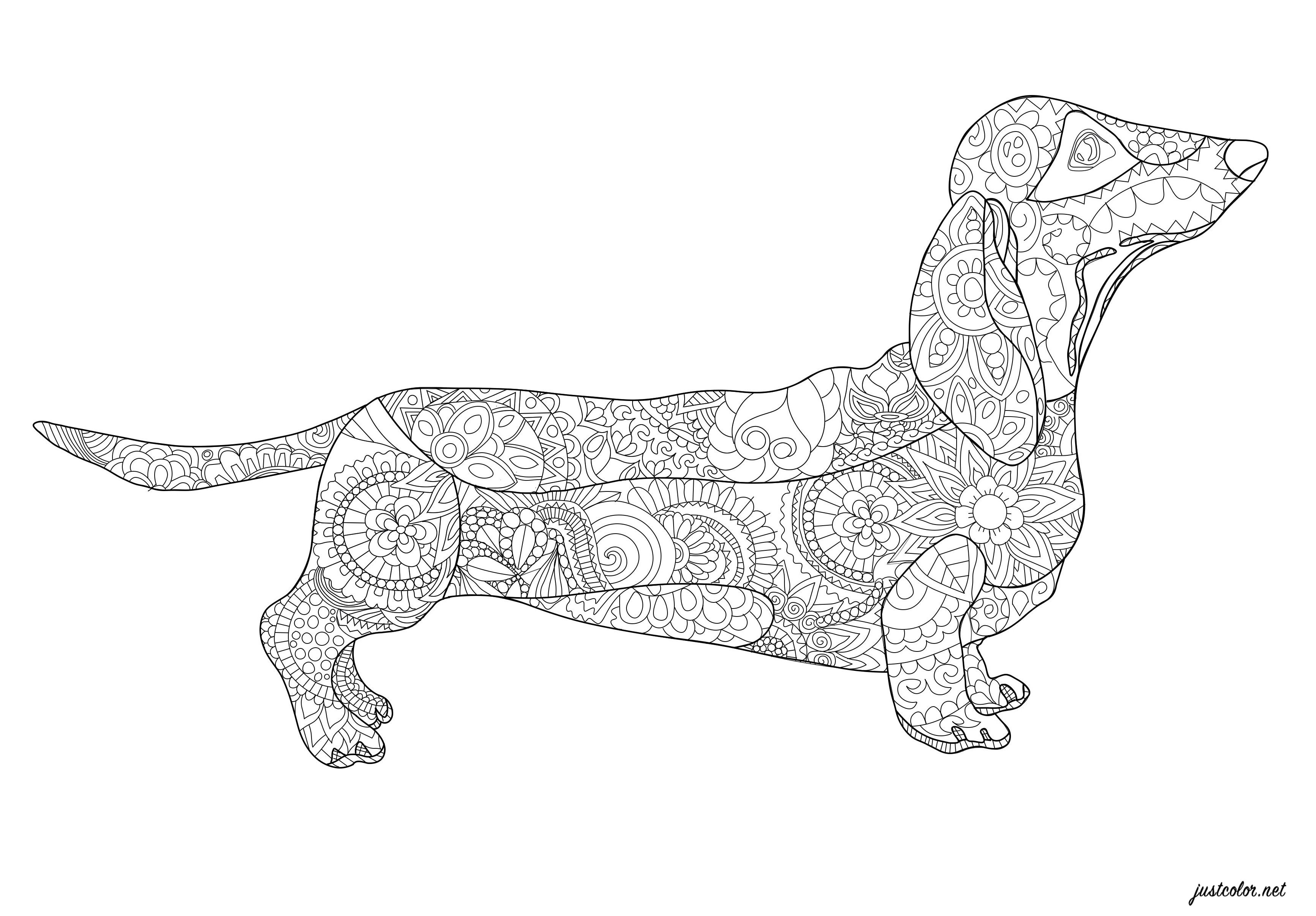 Dachshund - Dogs Adult Coloring Pages