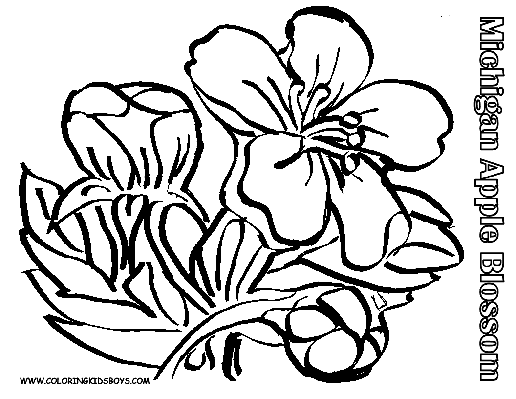 Apple Bud Coloring Page - Coloring Pages For All Ages