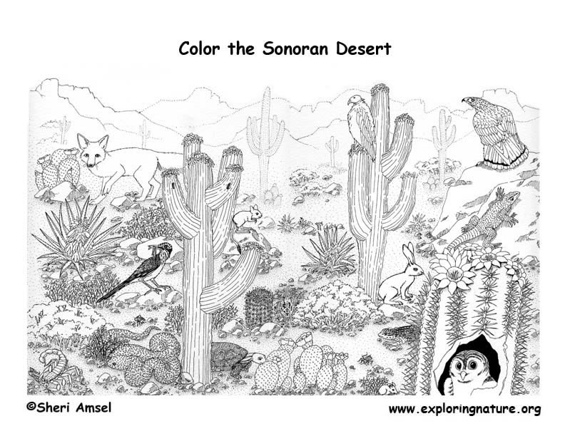 Free Printable Desert Animal Coloring Sheets