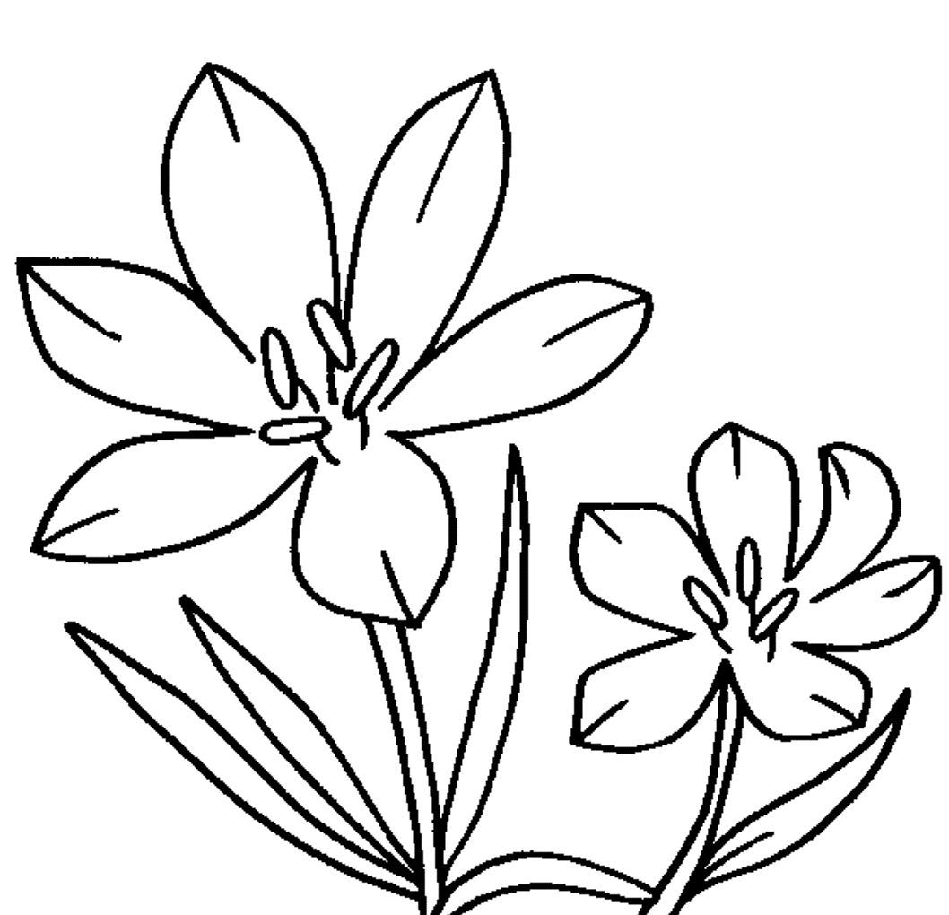 Blossom Crocus Flower Coloring Page | Flower Coloring pages of ...
