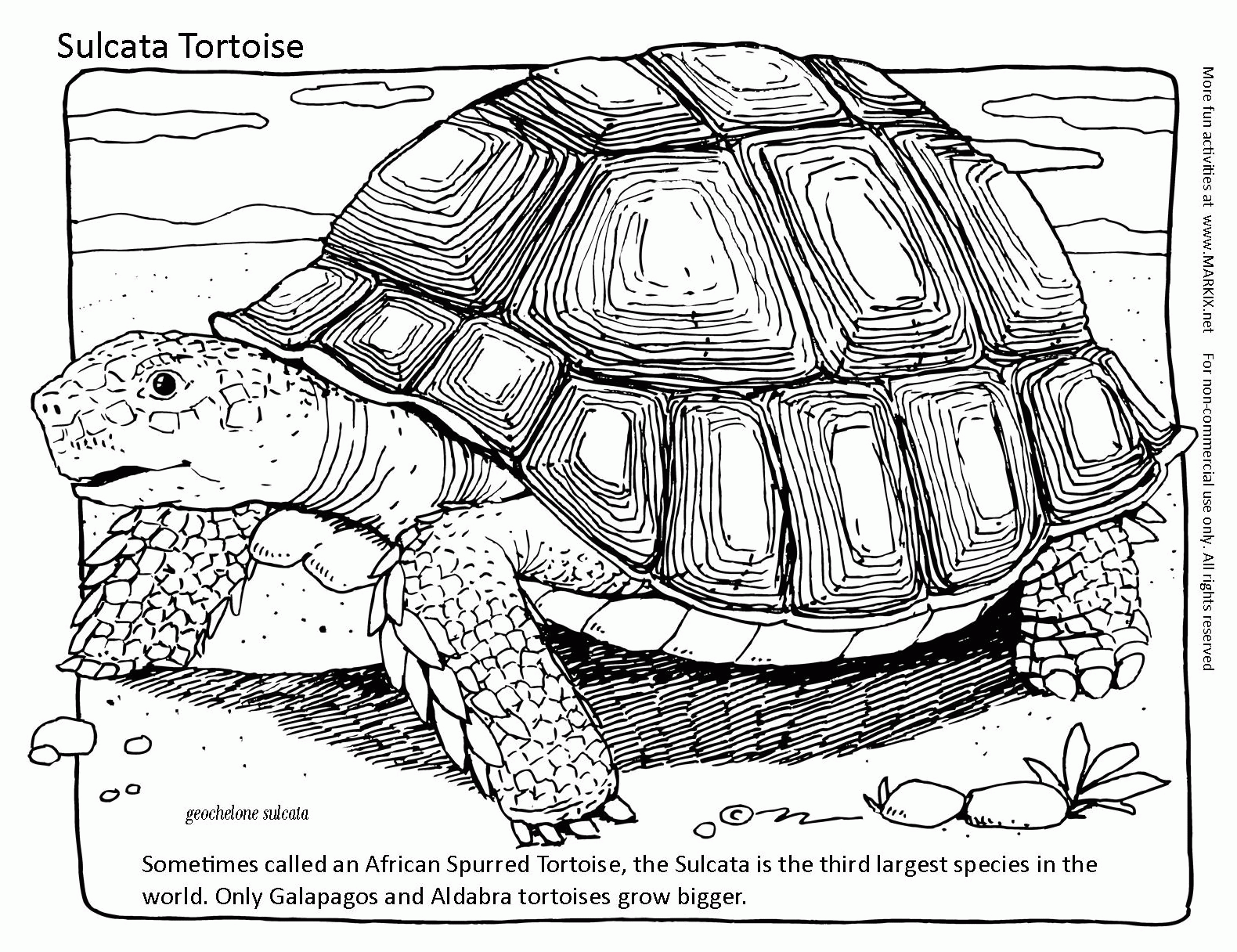 tortoise-coloring-pages-coloring-home