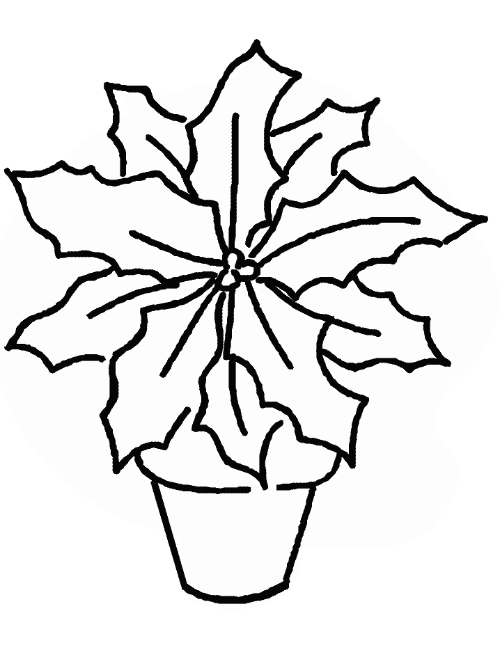 poinsettia Colouring Pages (page 2)