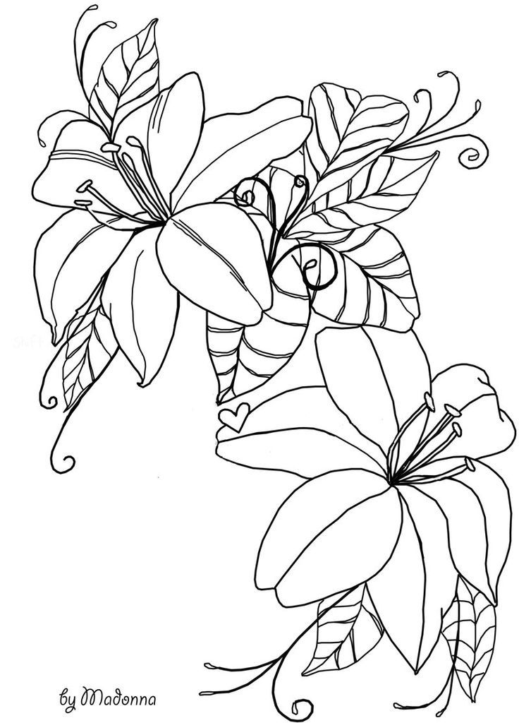 Outlines Of Flowers Coloring Home