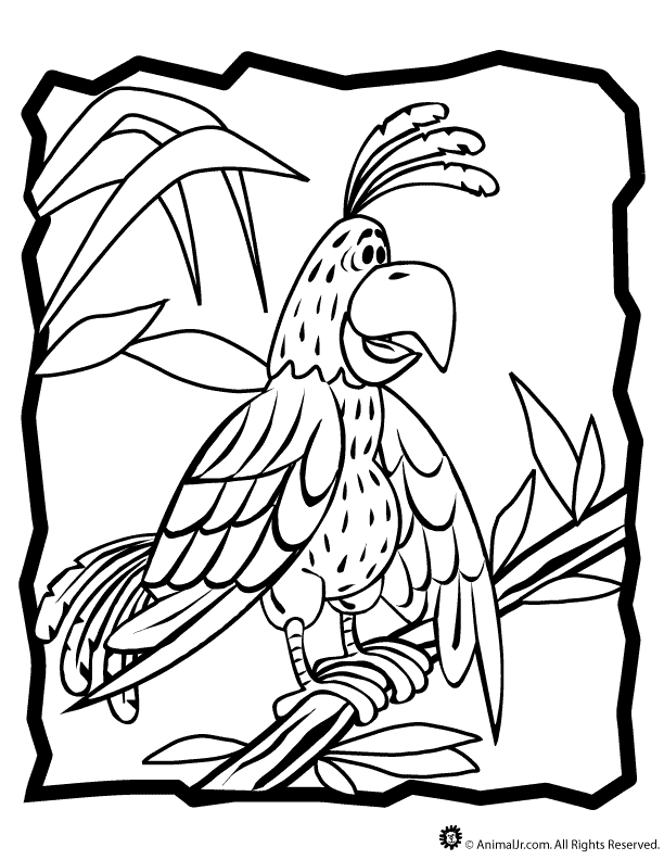 coloring pictures of parrots image search results