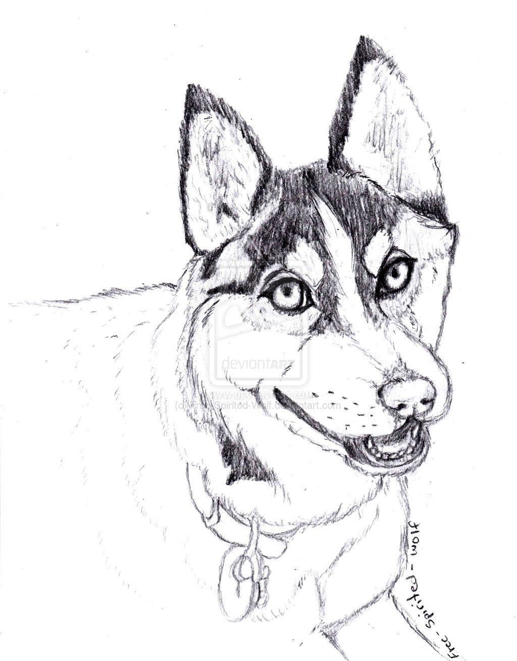 Realistic Siberian Husky Coloring Pages #1710 Realistic Husky ...