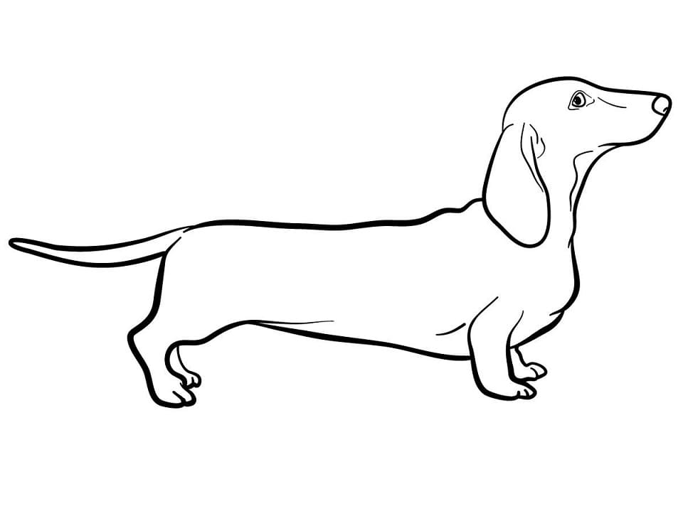 A Dachshund Dog Coloring Page - Free Printable Coloring Pages for Kids