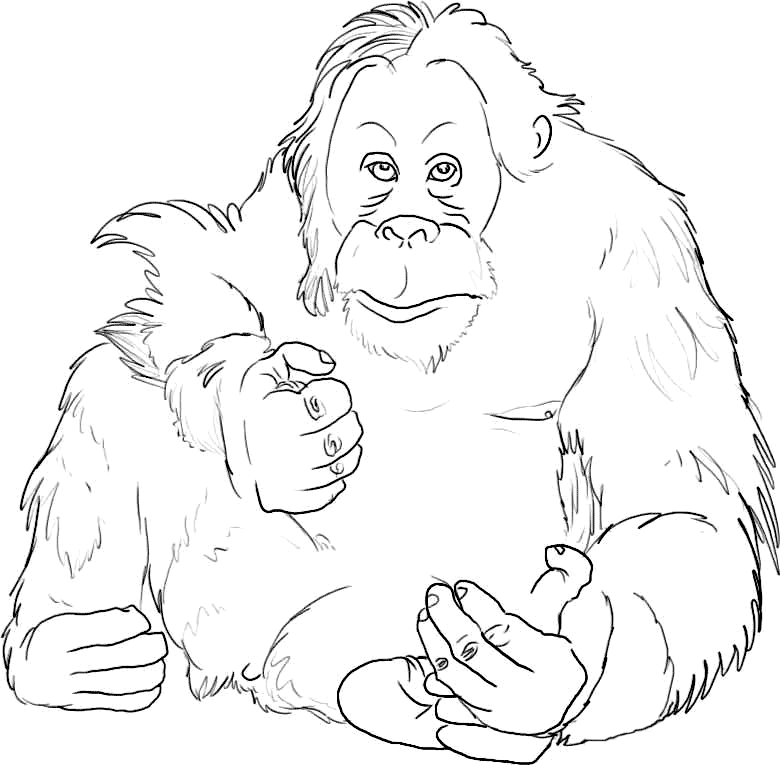 Orangutan coloring page - Animals Town - animals color sheet ...