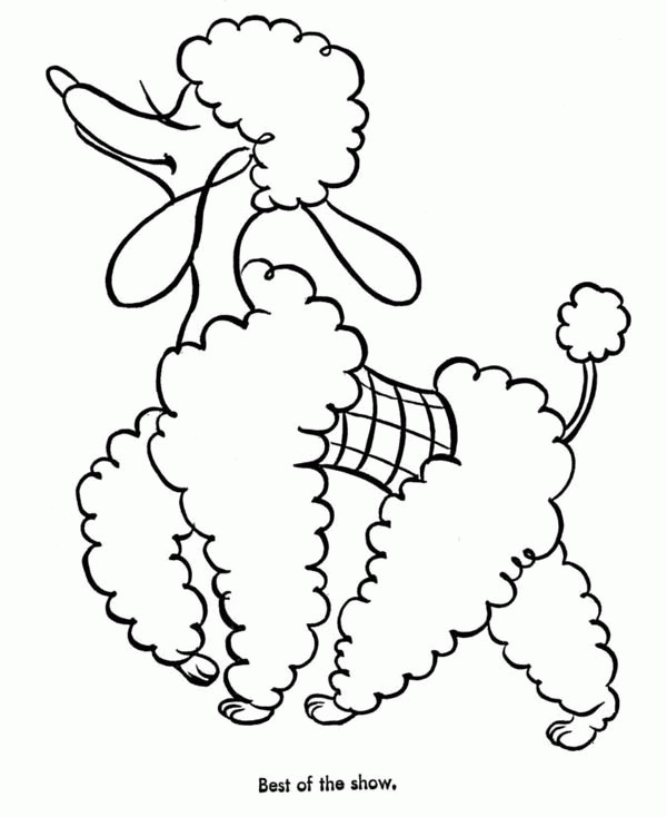 A Stylish Poodle On The Dog Show Coloring Page