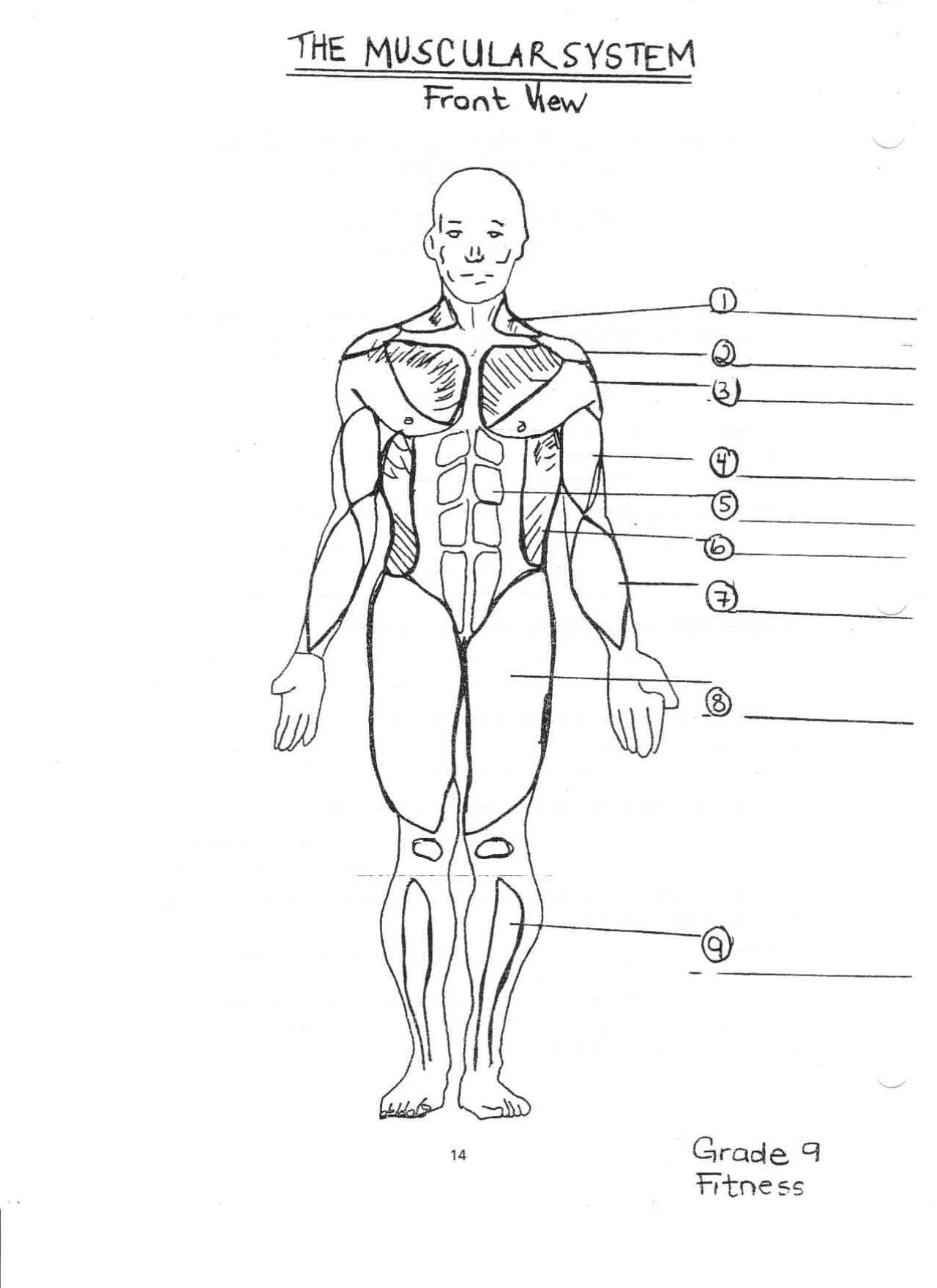 The Muscular System Coloring Pages - Coloring Home