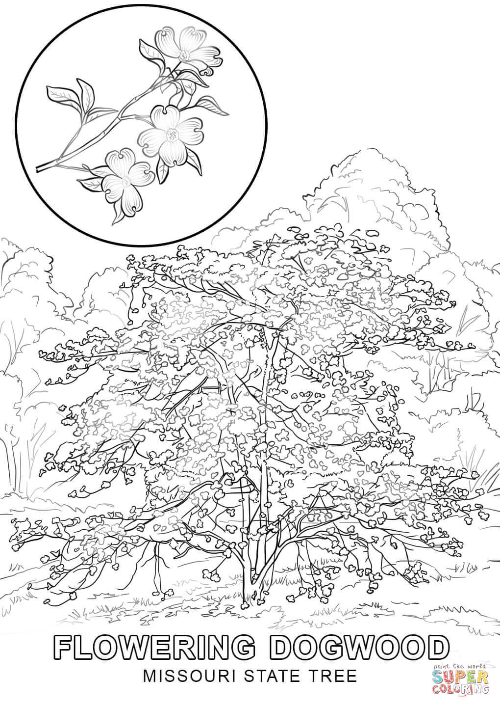 Missouri State Tree Coloring Page | Free Printable Coloring Pages ...
