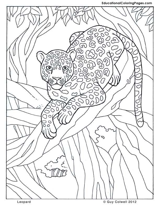leopard jungle Colouring Pages (page 2)