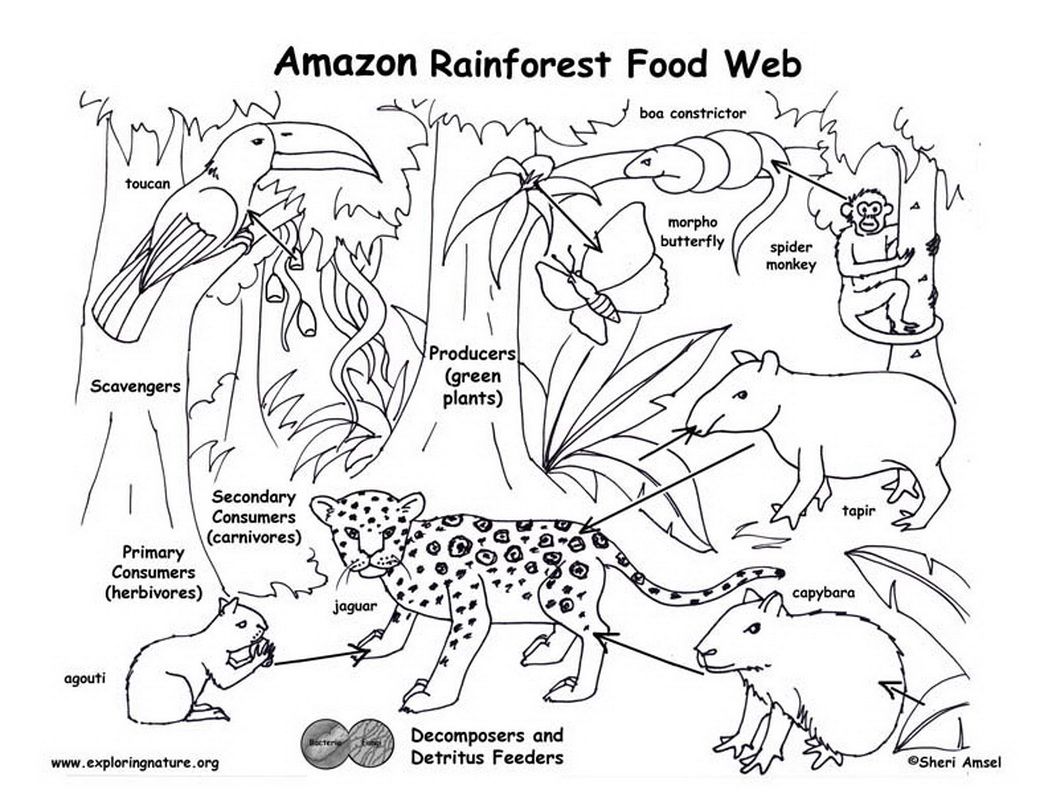 amazon-rainforest-food-web-exploring-nature-educational-resource ...