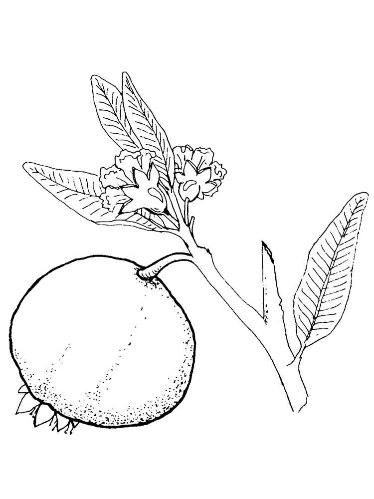 Pomegranate coloring pages. Download and print Pomegranate coloring pages.