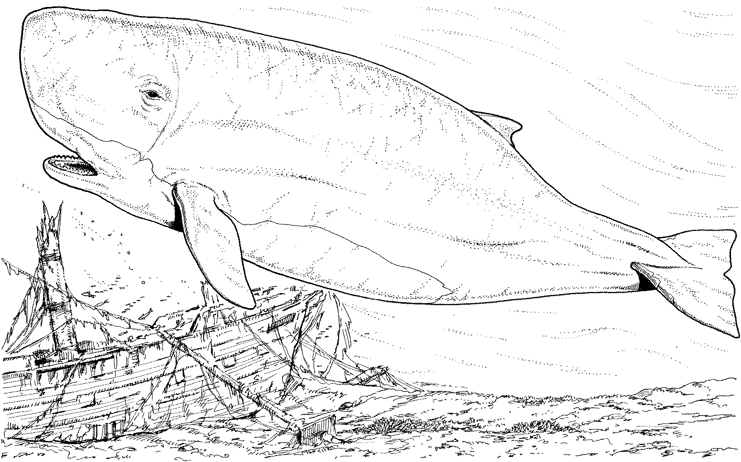 Whale Coloring Pages (20 Pictures) - Colorine.net | 10659
