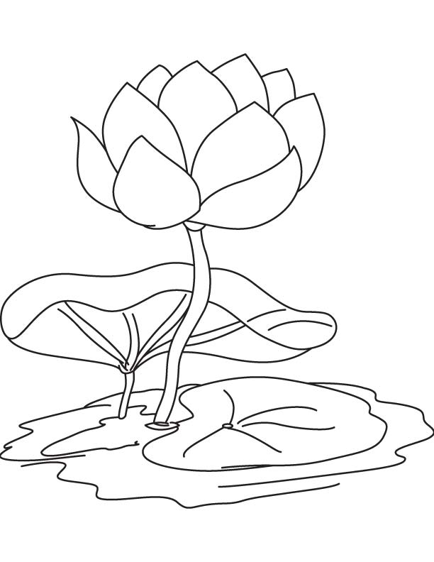 Water lily flower and pad coloring page | Download Free Water lily ...
