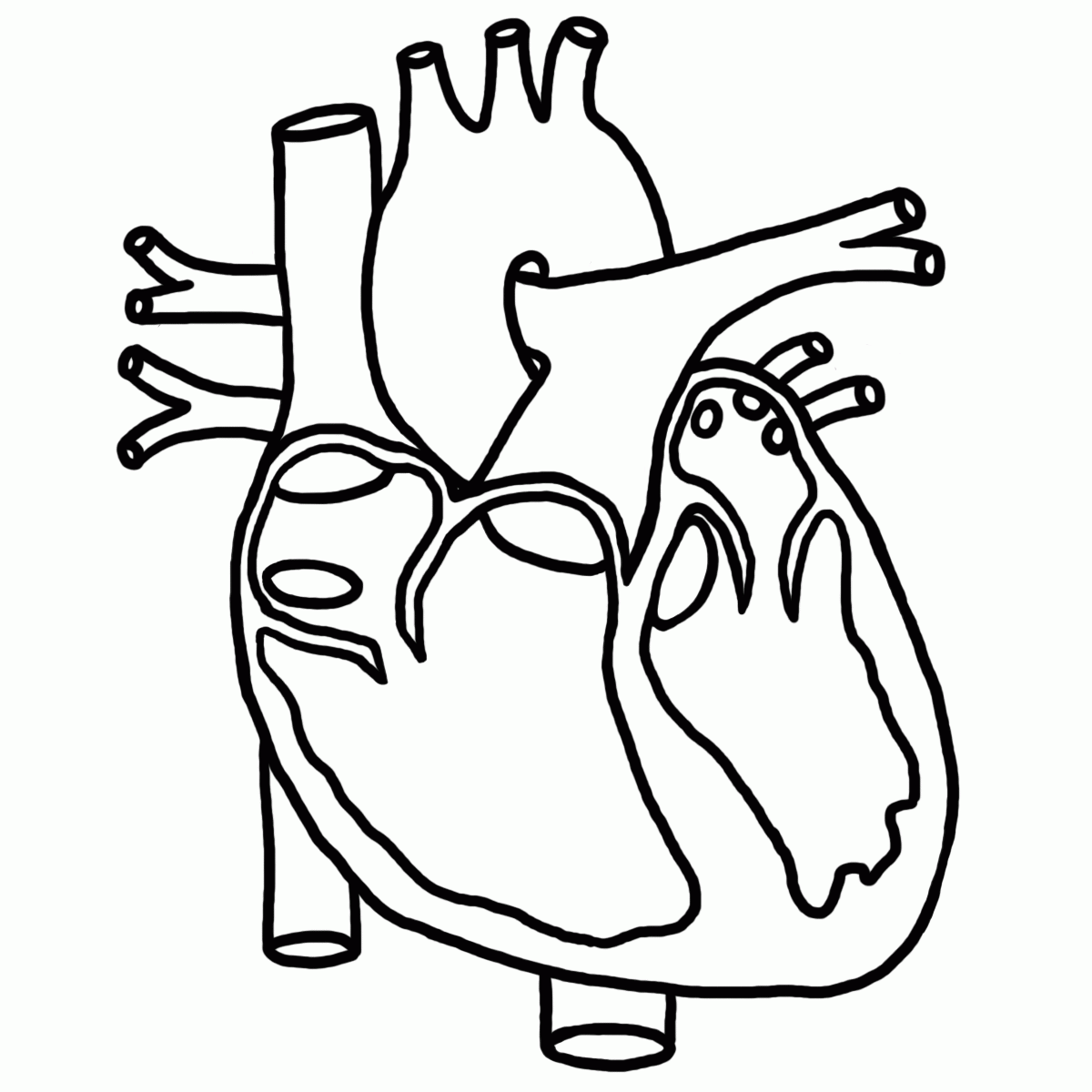 6 Best Images Of Anatomical Heart Outline Printable Human Heart