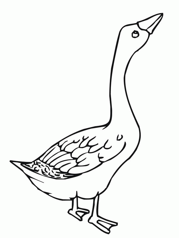 Baby Goose Coloring Page - Coloring Home