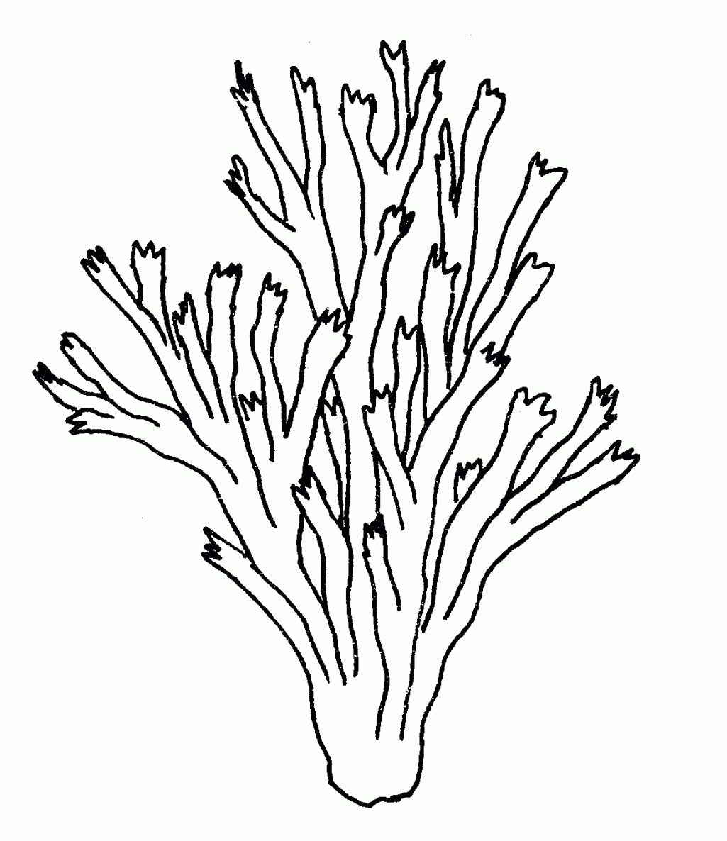 Cute Coral Reef Coloring Page Pdf for Adult