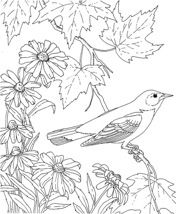Maryland Baltimore Oriole Coloring Page | Purple Kitty