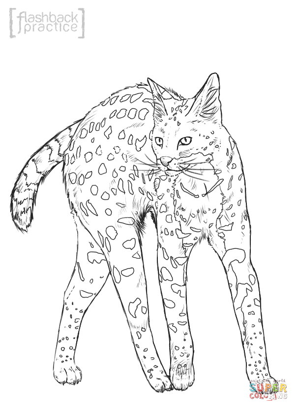 Wildcat Coloring Pages - Coloring Home