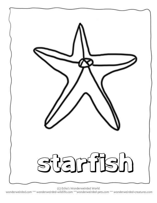 Starfish Coloring Pages, Echo's Sealife Coloring Pages of Starfish ...
