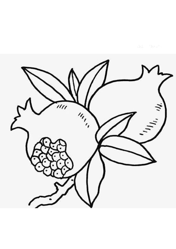 Coloring Pages | Pomegranate with Leaf Coloring Page