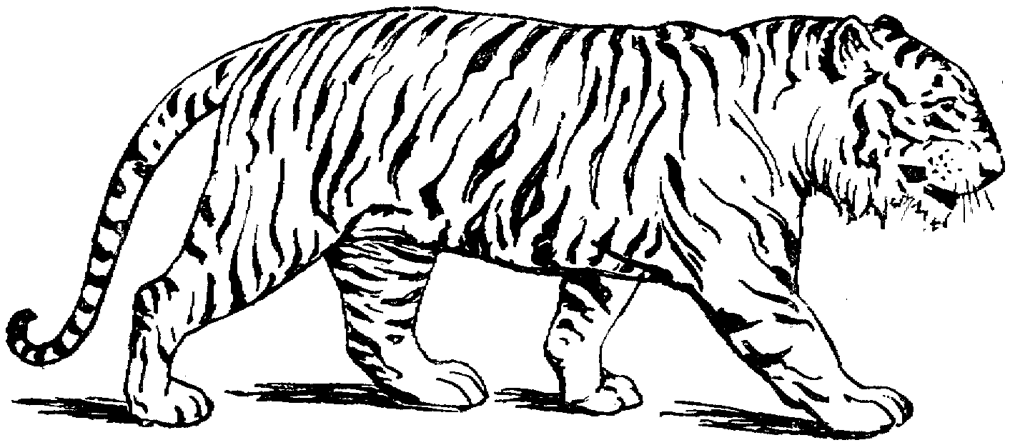 Outline Of A Tiger