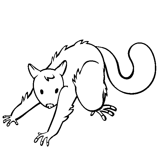 Possum coloring page - Animals Town - Animal color sheets Possum ...