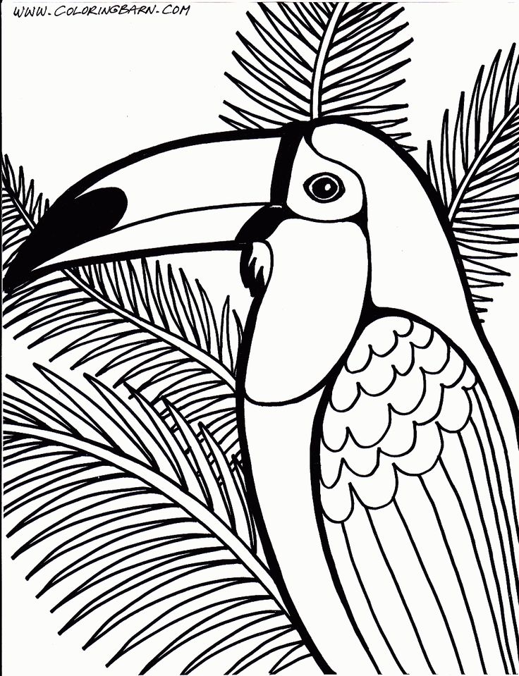 Toucan Coloring Page - Coloring Home