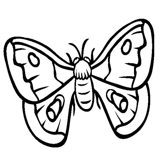 Moth coloring page - Animals Town - Animal color sheets Moth picture