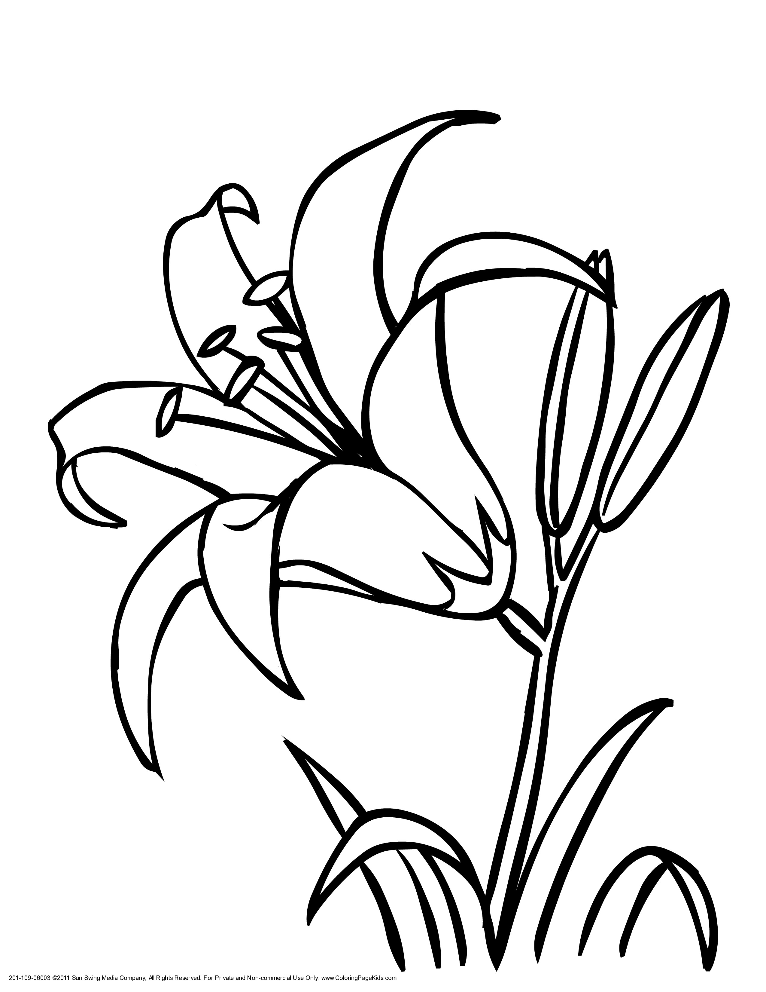 Coloring Lily Flower Coloring Pages Printable Of Lily ...