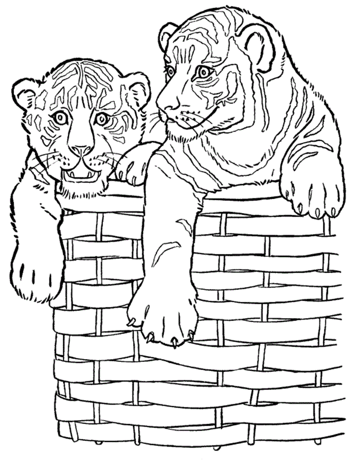 Tigers printable coloring page - Kids Coloring Pages