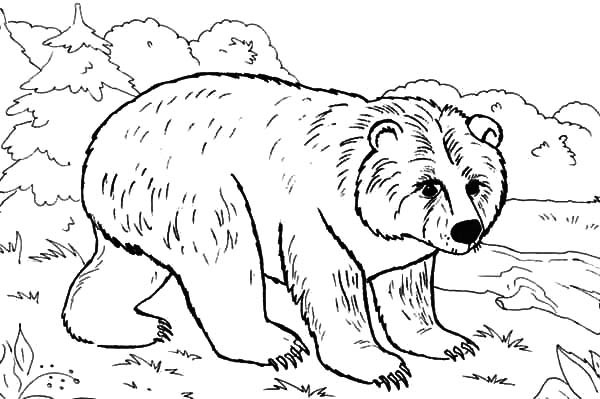 Brown Bear Brown Bear What Do You See Coloring Pages - Coloring