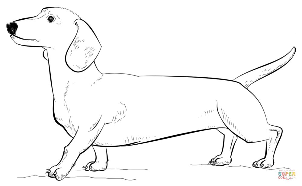Dachshund dog coloring page | Free Printable Coloring Pages