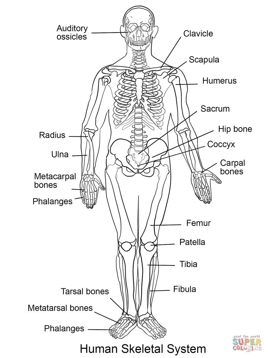 printable-skeletal-system-coloring-pages