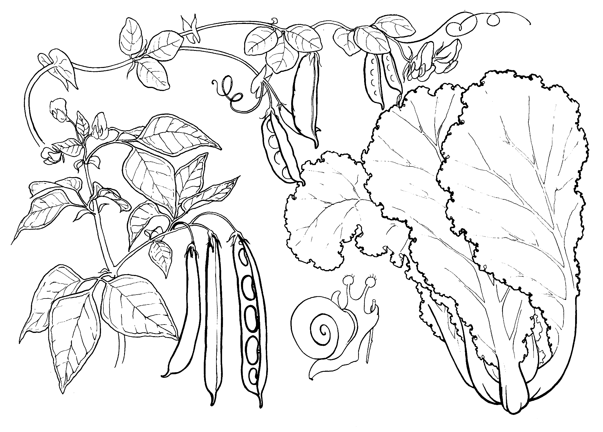 Coloring page - Lettuce, peas and beans