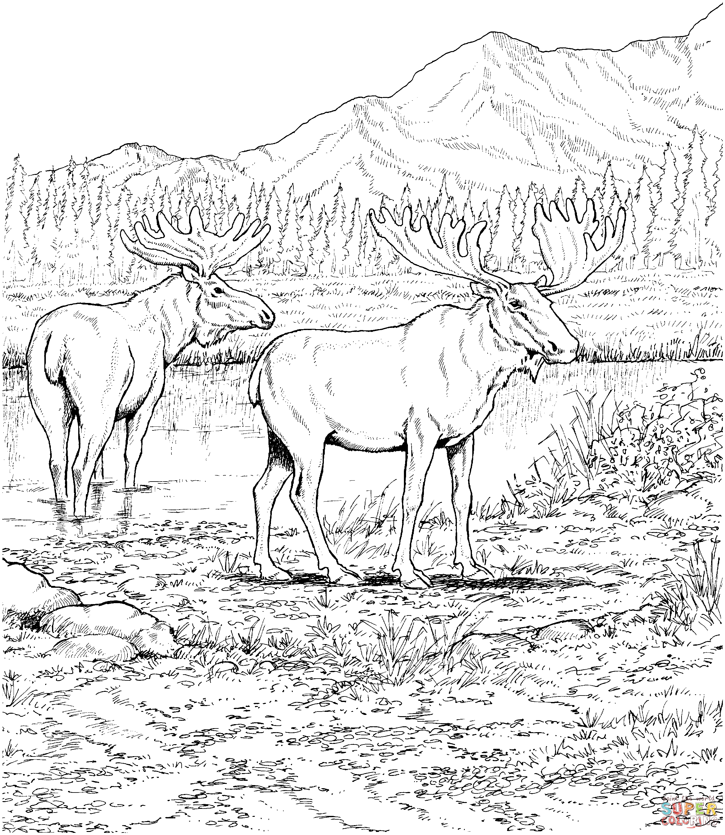 free printable elk coloring pages  coloring home