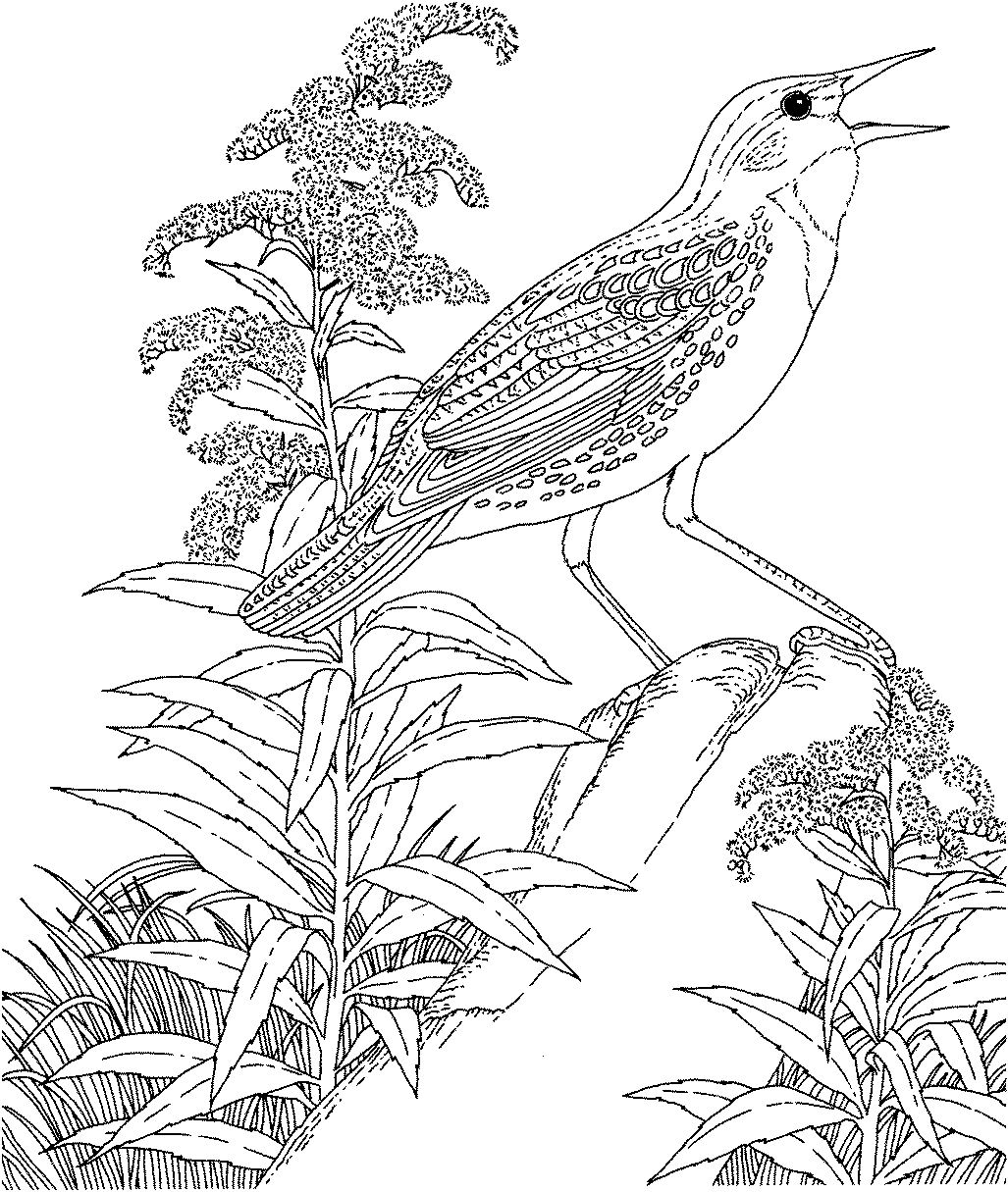 Free Printable Coloring Page...Vermont State Bird And Flower
