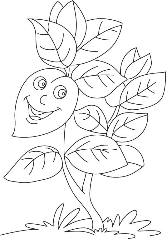 Basil plant coloring page | Download Free Basil plant coloring ...