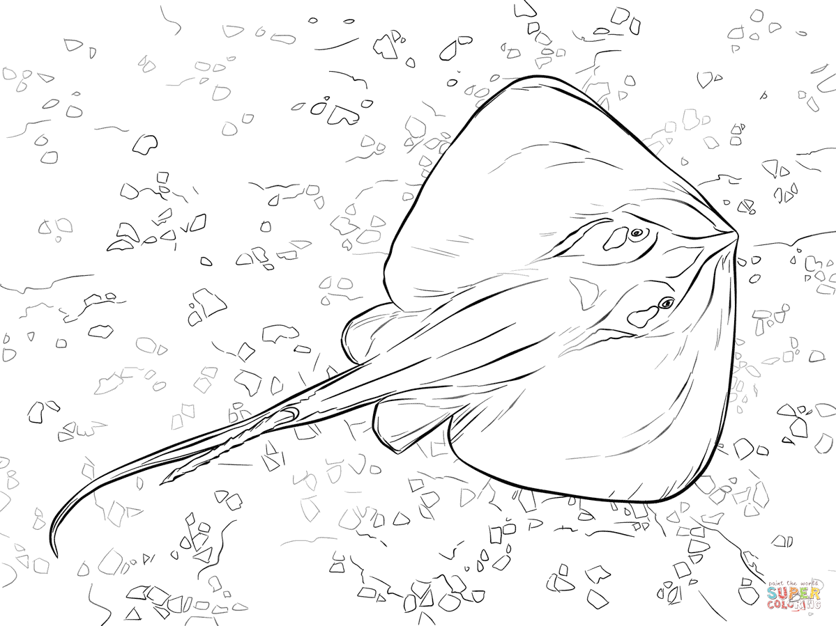 Common Stingray coloring page | Free Printable Coloring Pages
