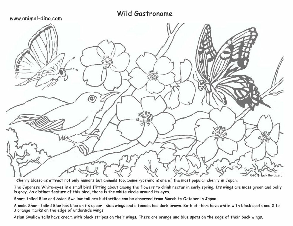 Animal Coloring Page (Cherry Blossom) Print Size - Jack the ...